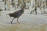 Buff-banded Rail